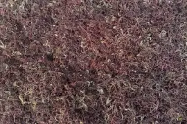 🌊 moss and spirulina 