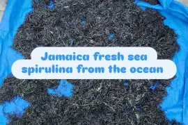 🌊 moss and spirulina 