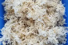 🌊 moss and spirulina 