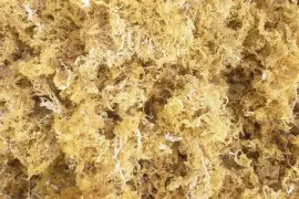 🌊 moss and spirulina 