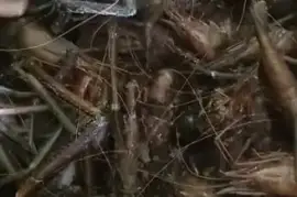 Shrimps