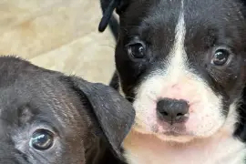 Fun Loving American Bully Pups needing new home