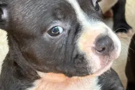 Fun Loving American Bully Pups needing new home