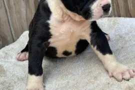 Fun Loving American Bully Pups needing new home