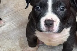 Fun Loving American Bully Pups needing new home