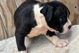 Fun Loving American Bully Pups needing new home