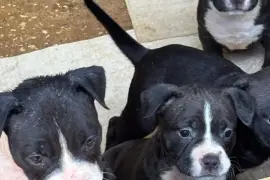 Fun Loving American Bully Pups needing new home