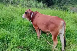 Nice bull