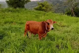 Nice bull