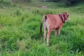 Nice bull
