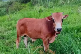 Nice bull