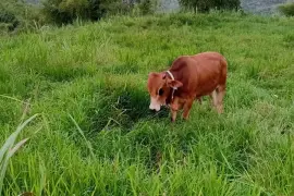 Nice bull