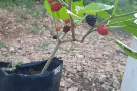 Mulberry