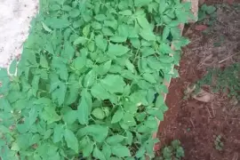 Dehli tomato seedlings