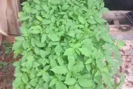 Dehli tomato seedlings