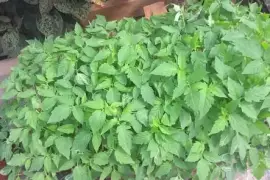 Dehli tomato seedlings