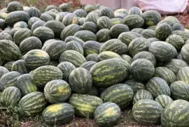 Watermelon