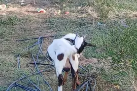 4 Rams for rehoming