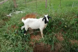 4 Rams for rehoming