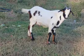 4 Rams for rehoming
