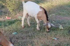 4 Rams for rehoming