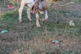 4 Rams for rehoming