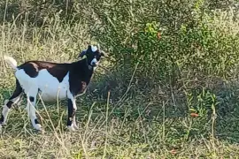 4 Rams for rehoming