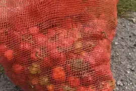 Fresh and organic chili peppers