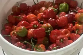 Fresh and organic chili peppers