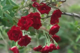 Roses in pink, red, burgundy, white and yellow