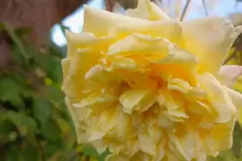 Roses in pink, red, burgundy, white and yellow