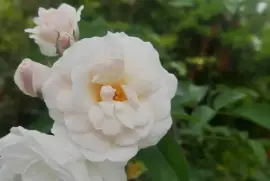 Roses in pink, red, burgundy, white and yellow