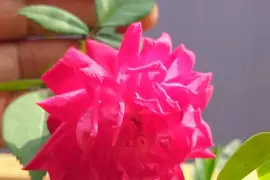 Roses in pink, red, burgundy, white and yellow