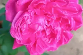 Roses in pink, red, burgundy, white and yellow