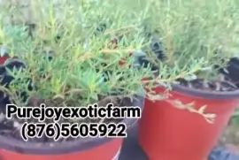 Potted Thyme Plant