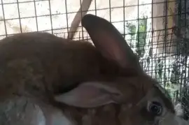 Newborn Rabbits