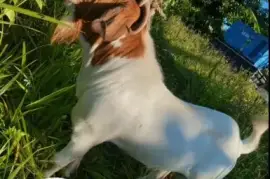 Boer Buck
