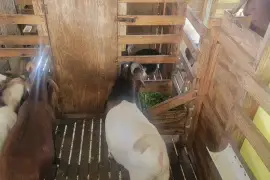 Graded Ram