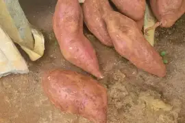 Sweet potato