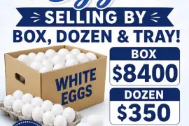 White Eggs