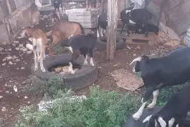 local goats 