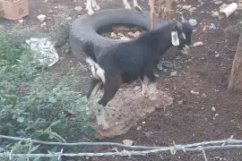 local goats 