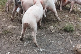 Pigs / Piglets 2 Months Old