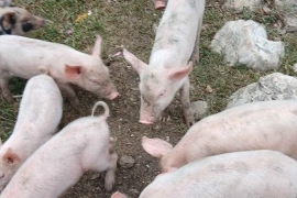 Pigs / Piglets 2 Months Old