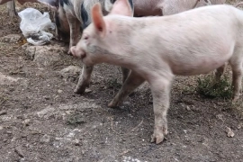 Pigs / Piglets 2 Months Old