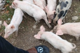 Pigs / Piglets 2 Months Old