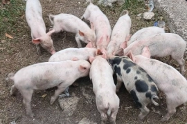 Pigs / Piglets 2 Months Old