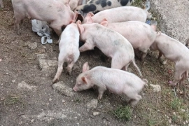 Pigs / Piglets 2 Months Old