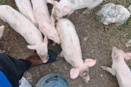 Pigs / Piglets 2 Months Old