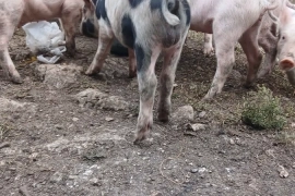 Pigs / Piglets 2 Months Old